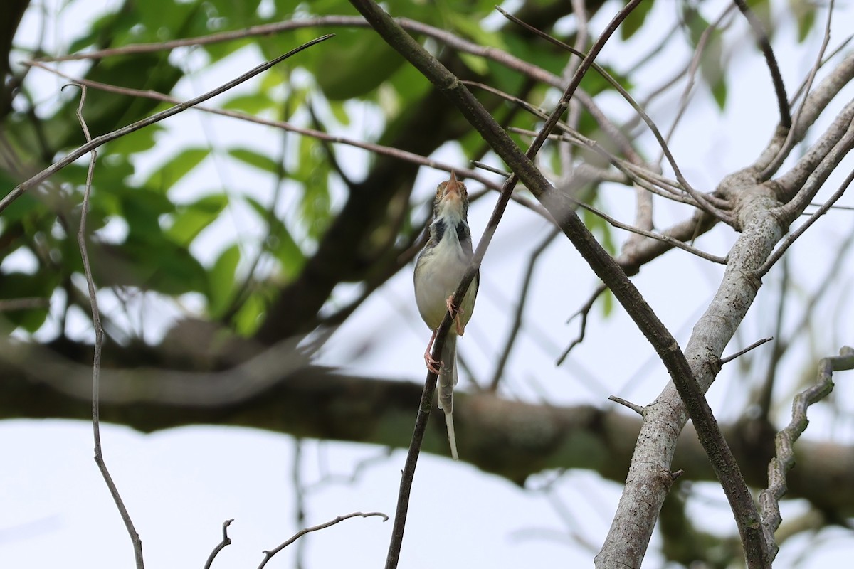 Common Tailorbird - ML634221863