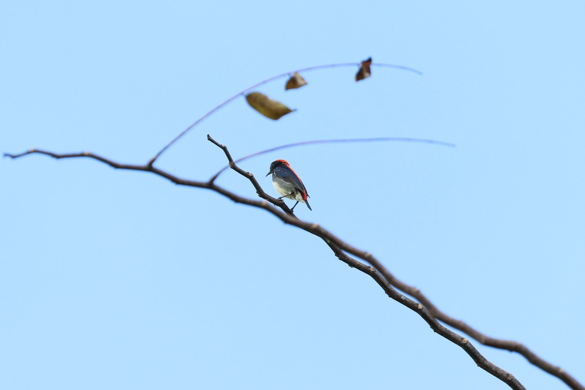 Scarlet-backed Flowerpecker - ML634221871