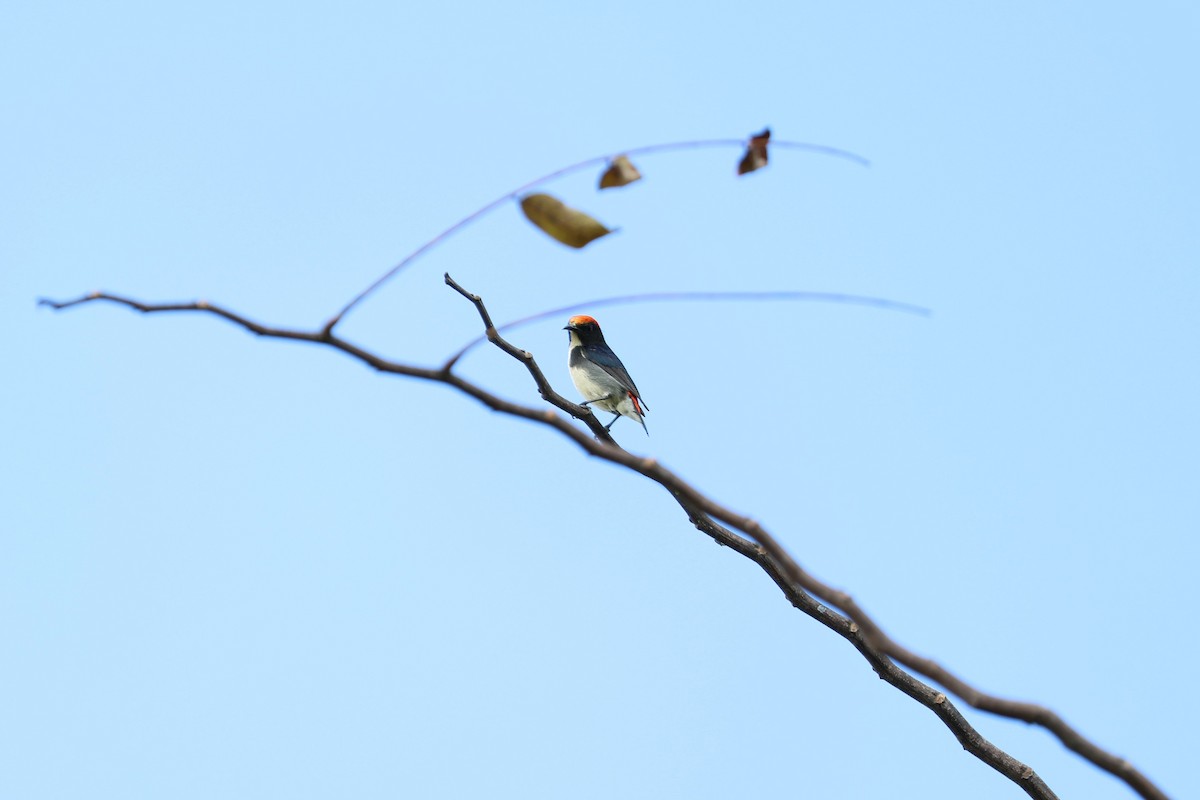 Scarlet-backed Flowerpecker - ML634221872