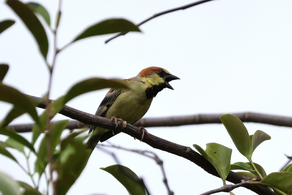 Plain-backed Sparrow - ML634221885