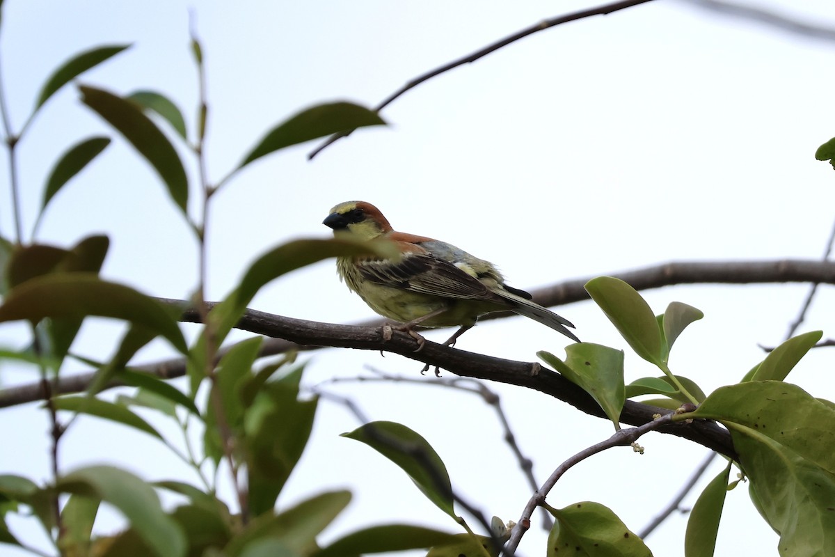 Plain-backed Sparrow - ML634221886