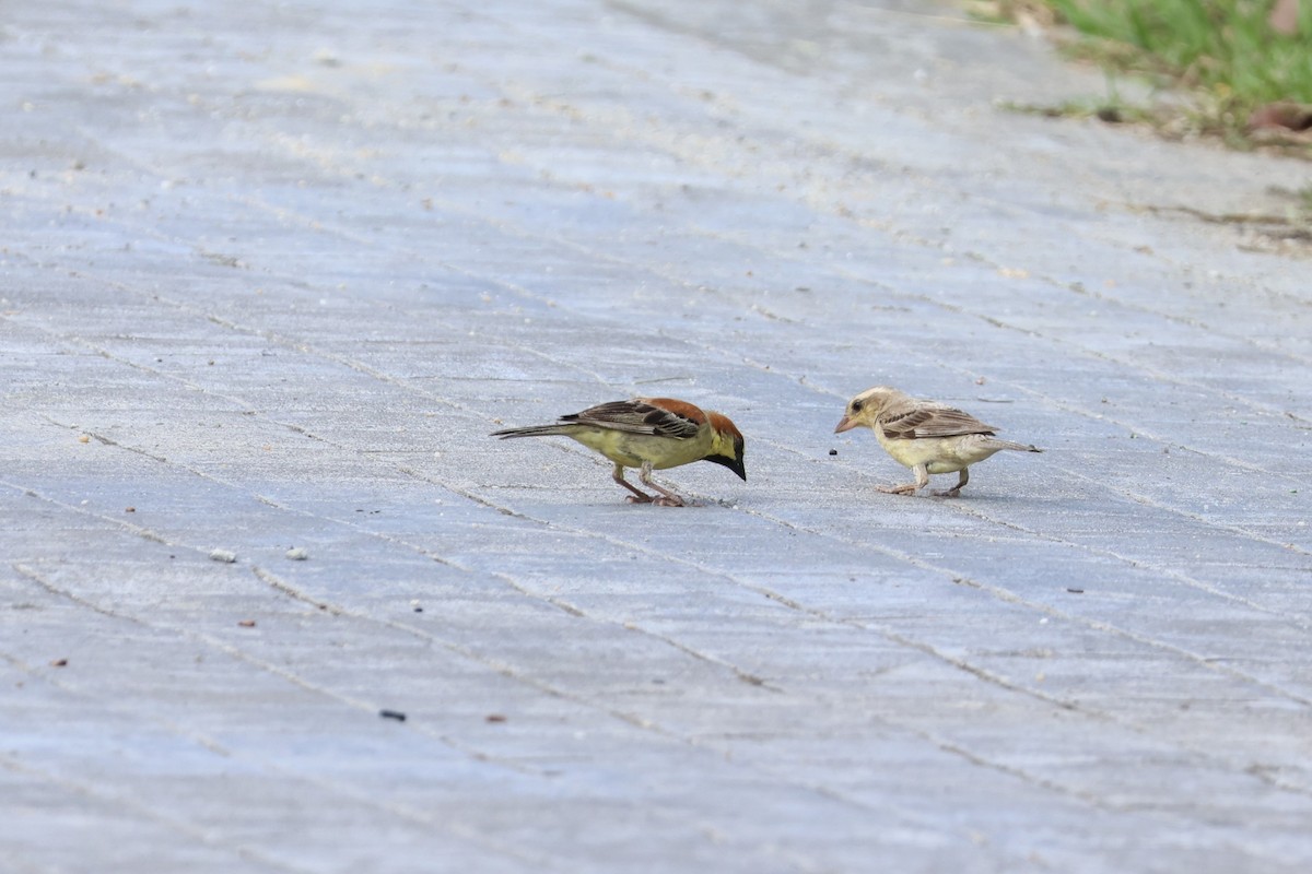 Plain-backed Sparrow - ML634221887