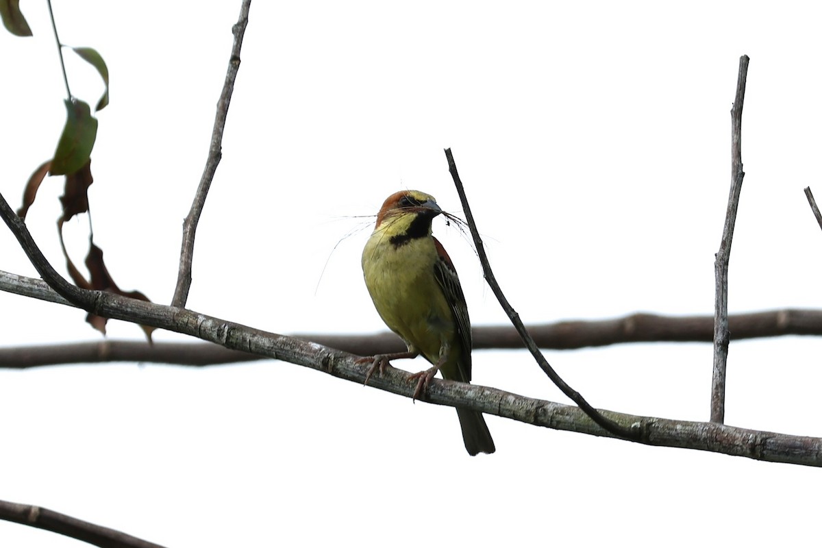 Plain-backed Sparrow - ML634221916