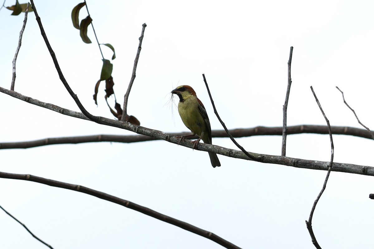 Plain-backed Sparrow - ML634221917