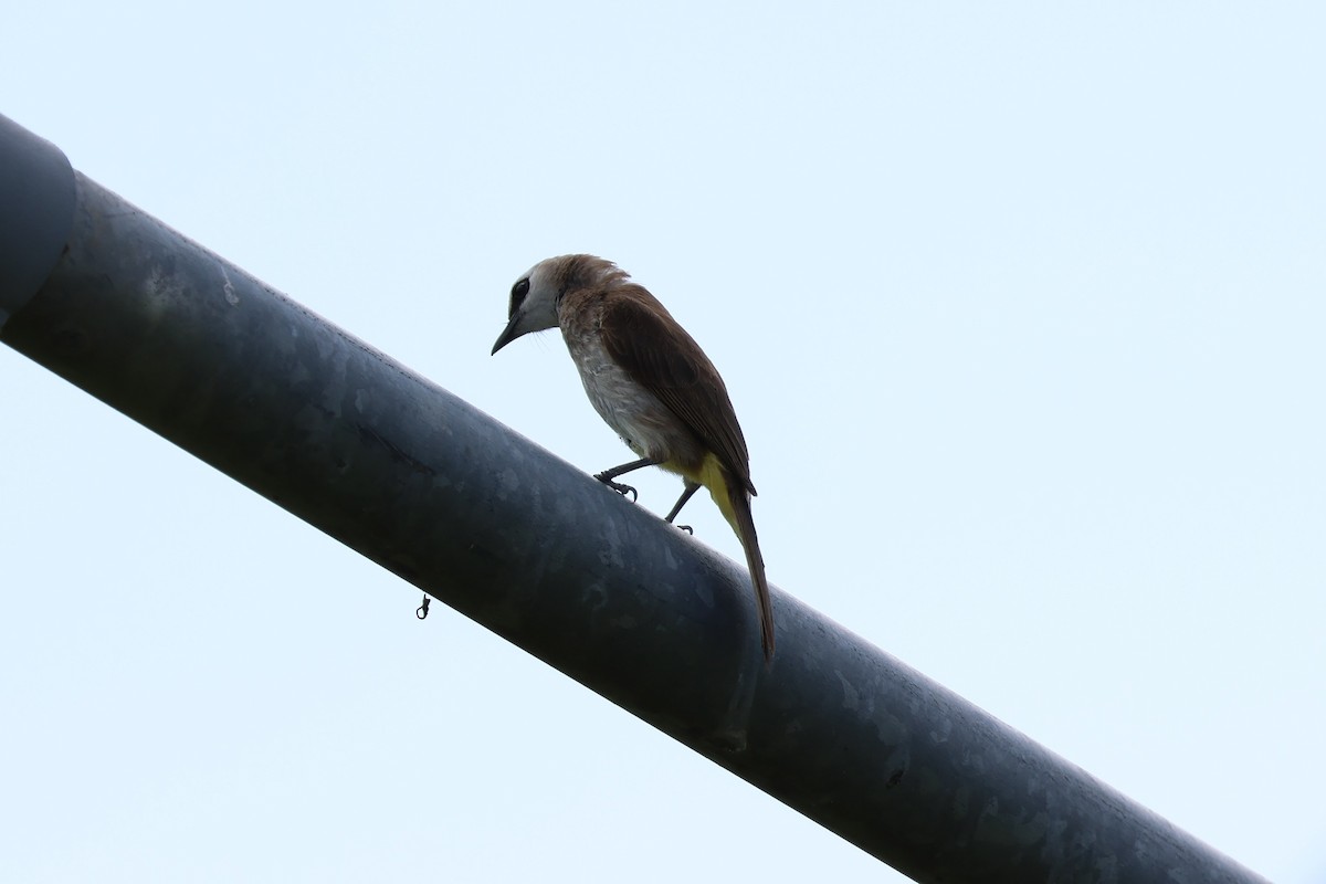 Yellow-vented Bulbul - ML634221931