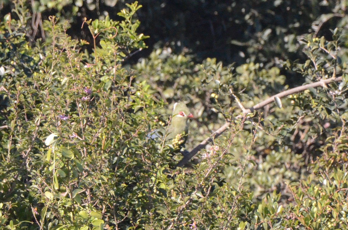 Knysna Turaco - ML634222021