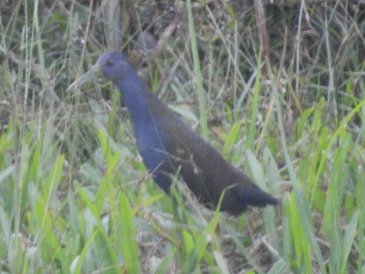 Blackish Rail - ML634222046