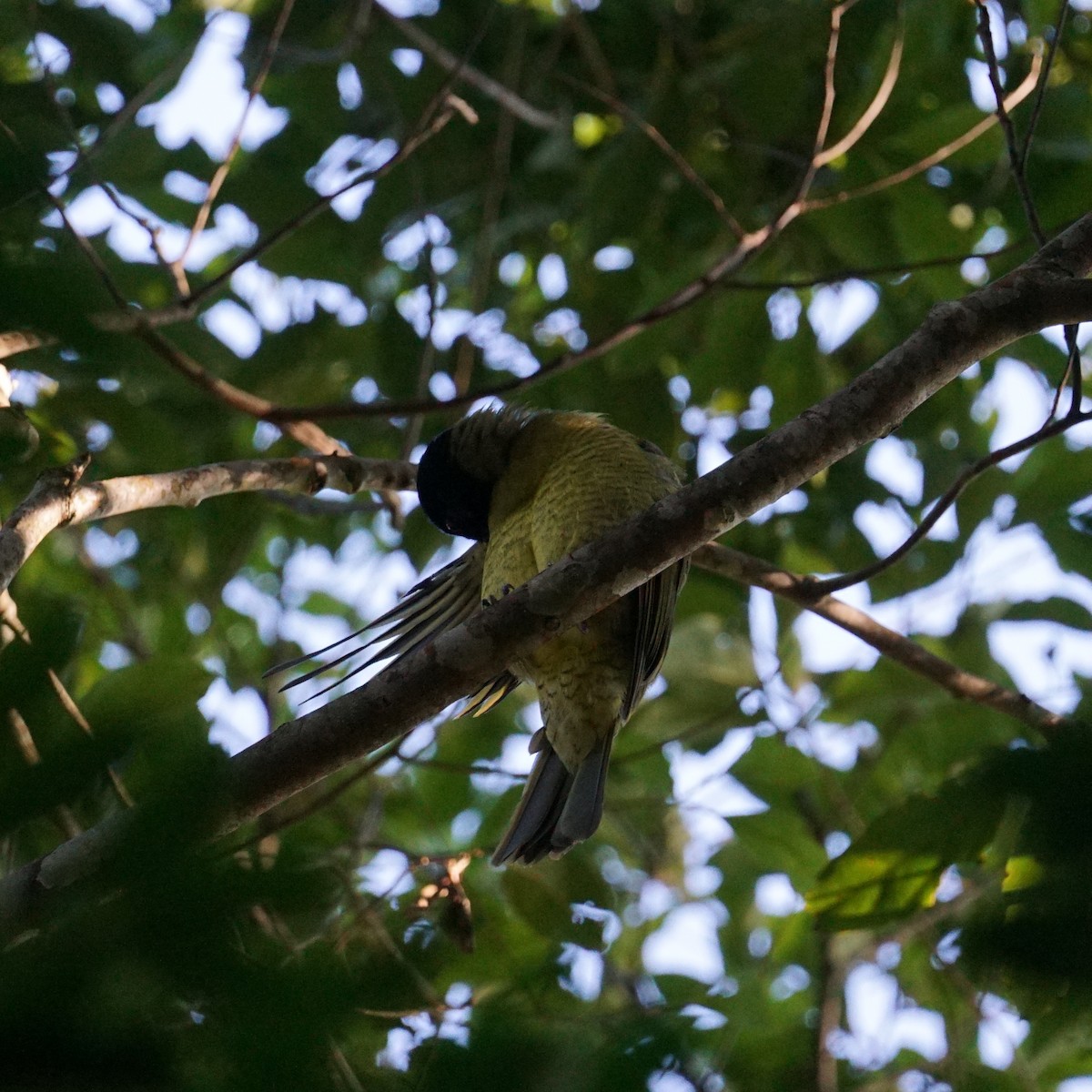 Black-headed Berryeater - ML634222057