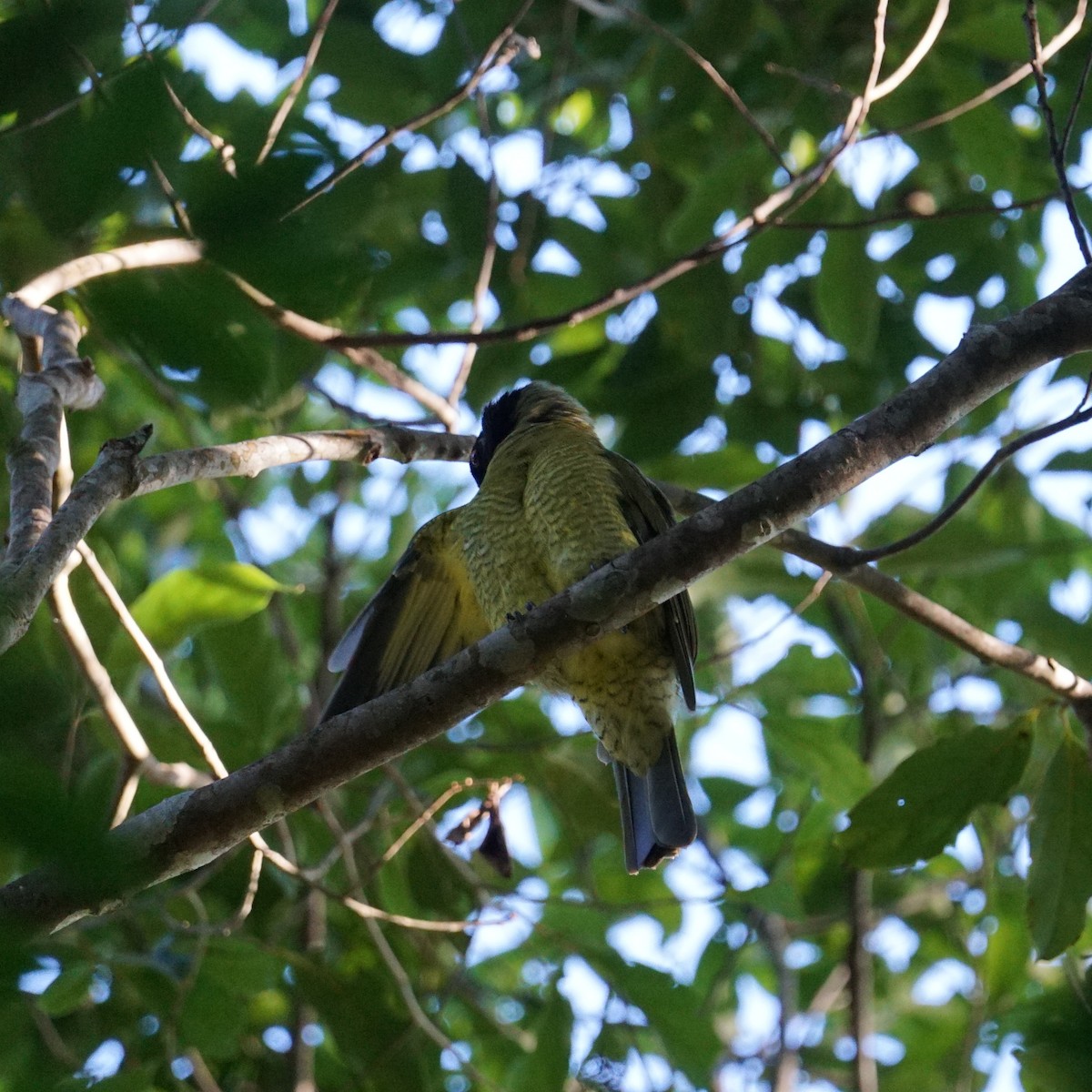 Black-headed Berryeater - ML634222058