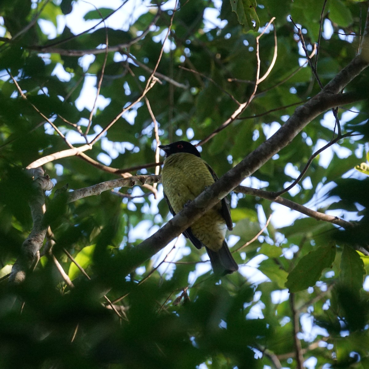 Black-headed Berryeater - ML634222060