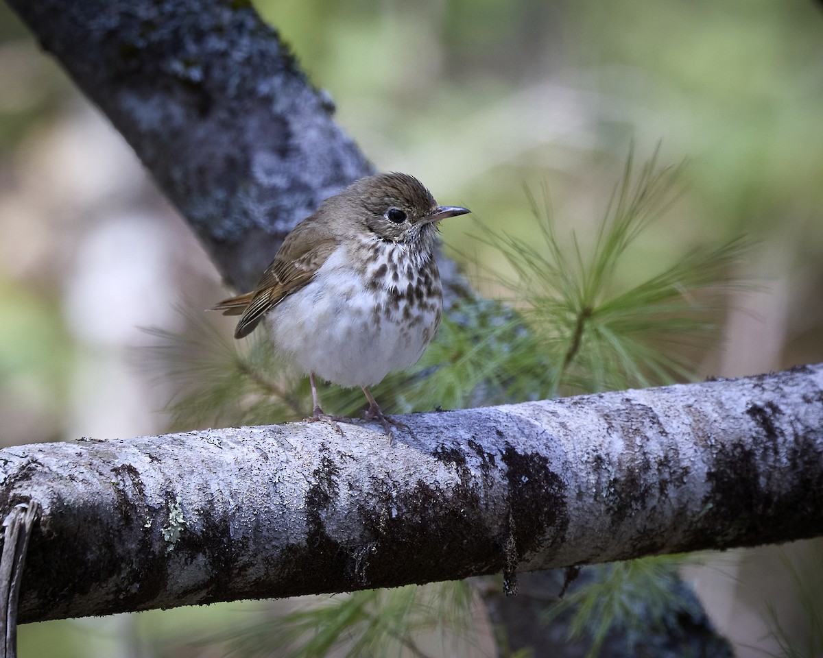 Hermit Thrush - ML634222061
