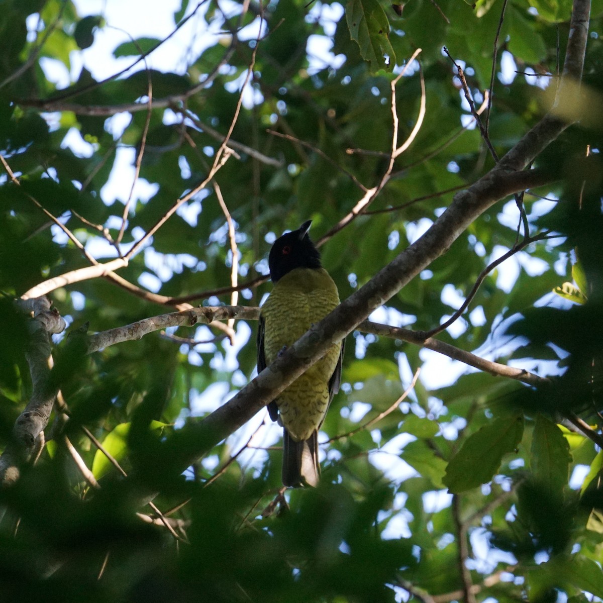 Black-headed Berryeater - ML634222062