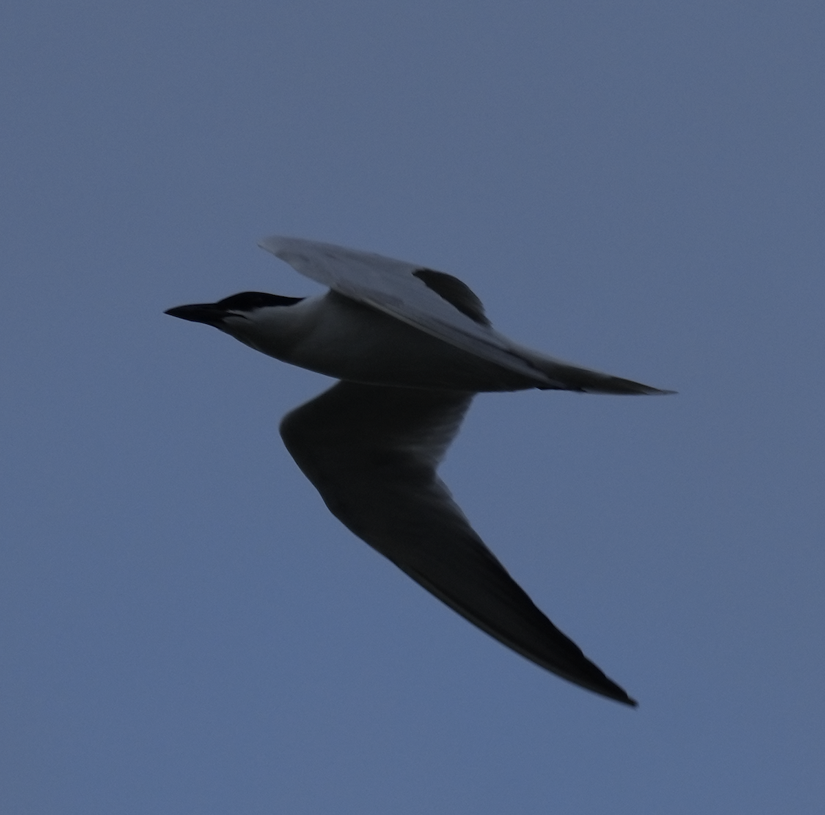 Gull-billed/Australian Tern - ML634222076