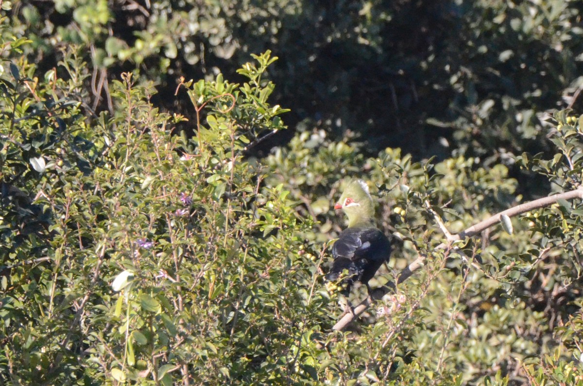 Knysna Turaco - ML634222116