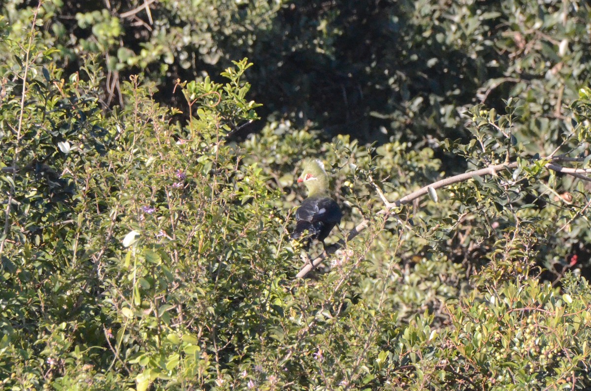 Knysna Turaco - ML634222121