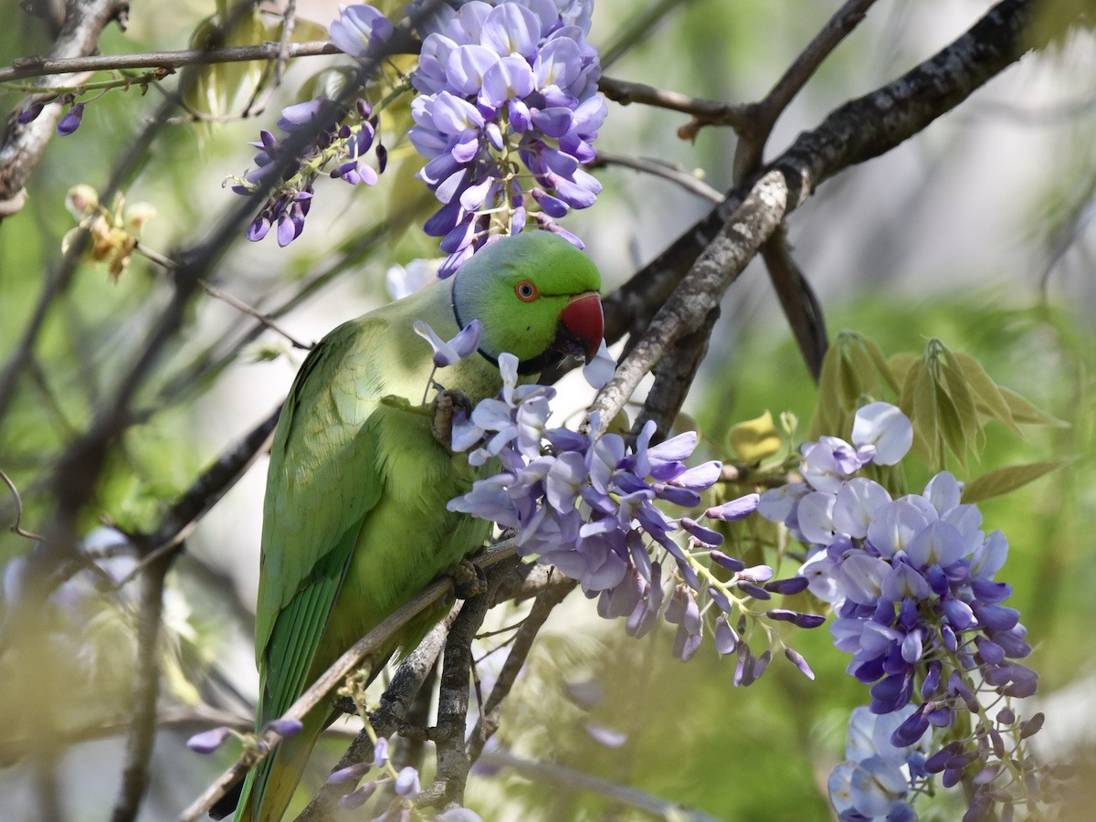 Rose-ringed Parakeet - ML634222169