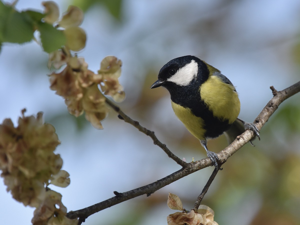 Great Tit - ML634222176