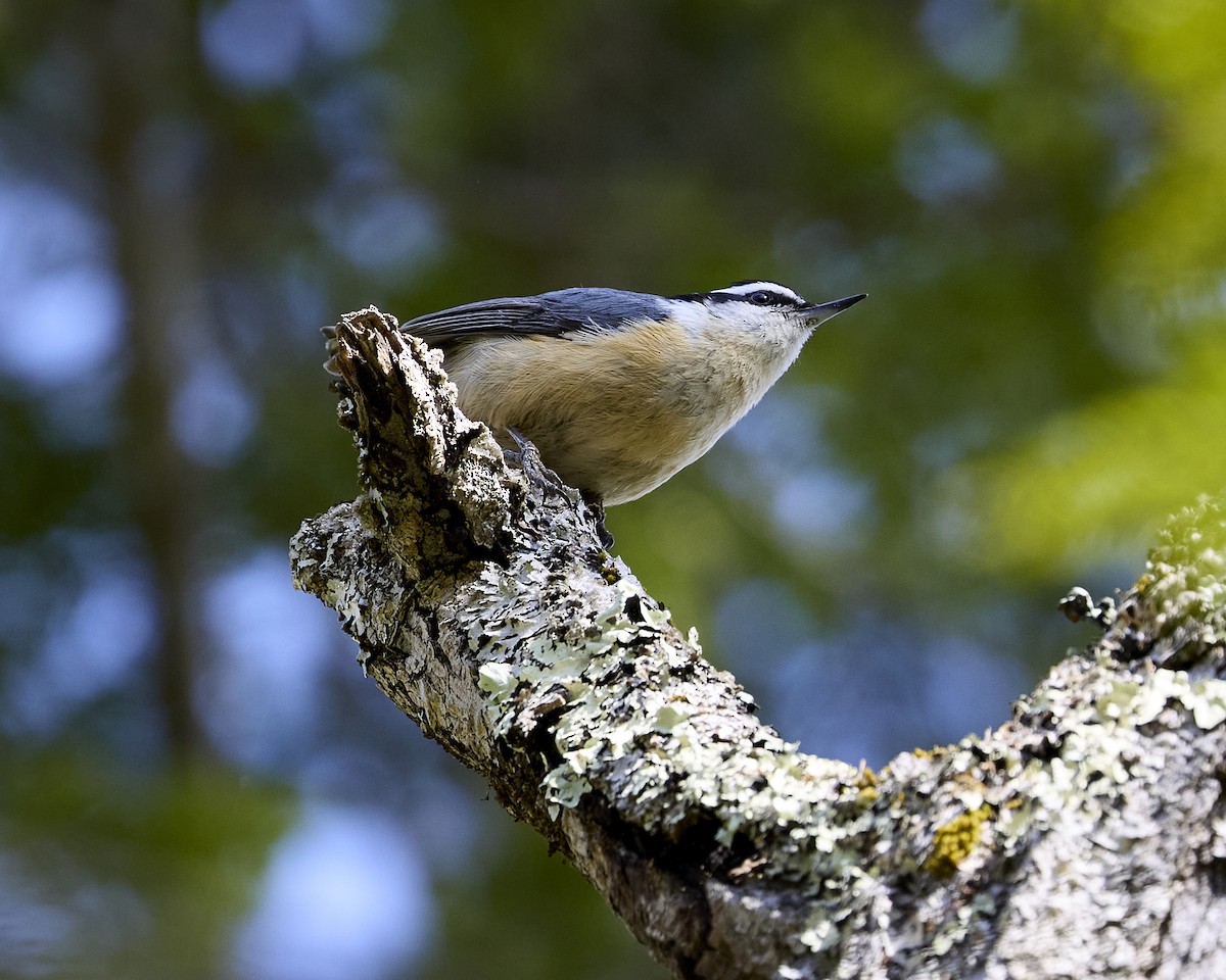 Red-breasted Nuthatch - ML634222181