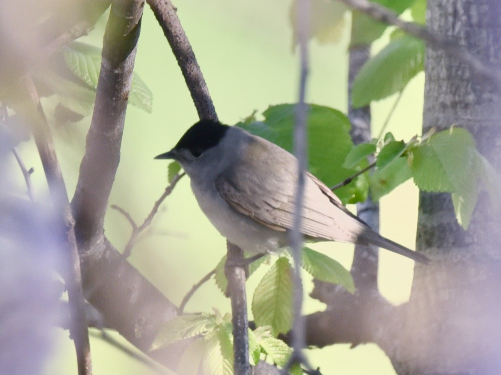 Eurasian Blackcap - ML634222187