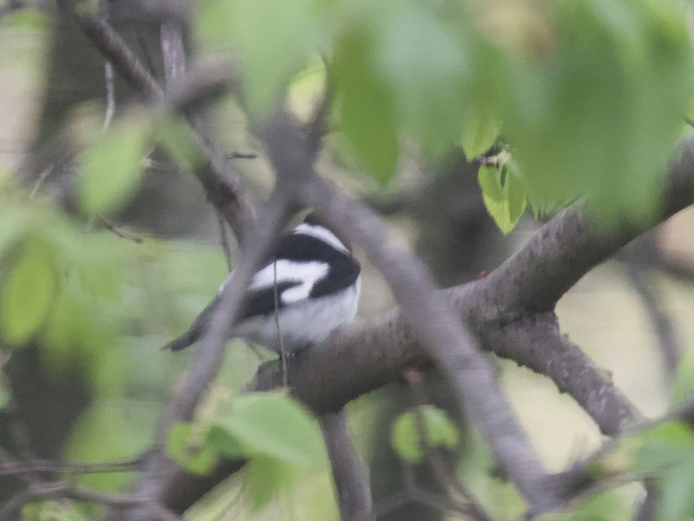 Collared Flycatcher - ML634222196