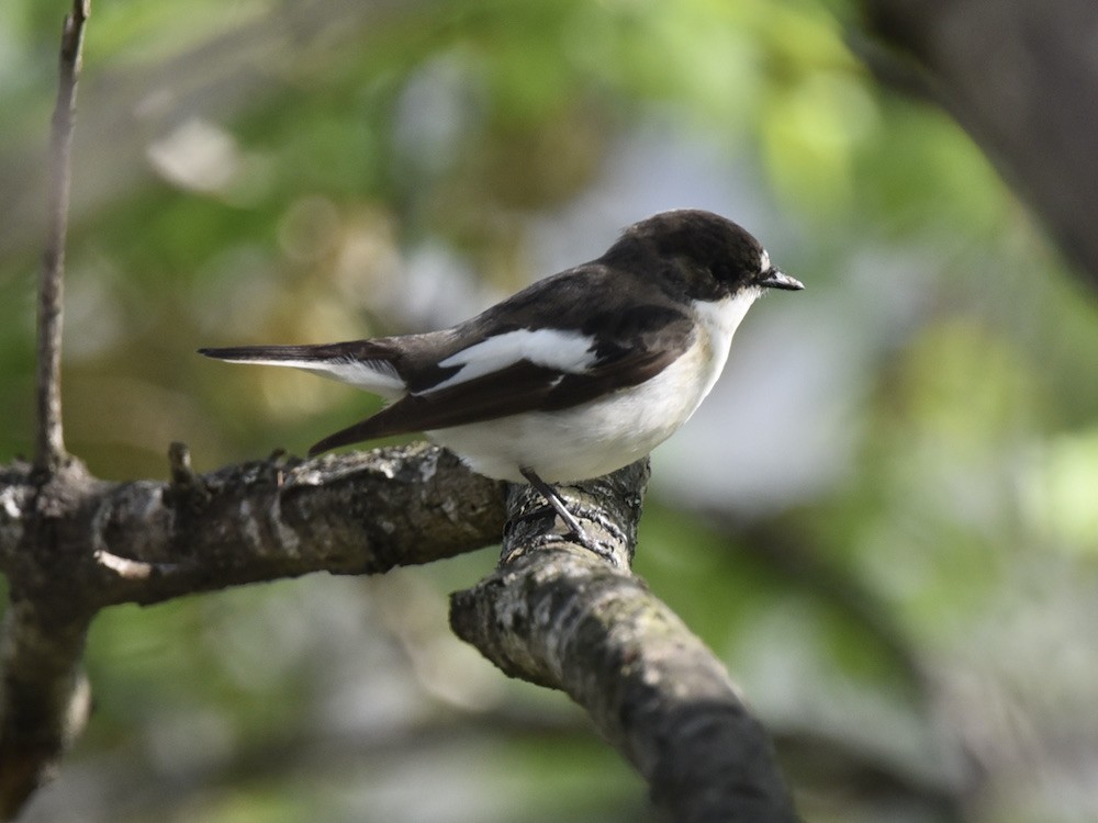 European Pied Flycatcher - ML634222200