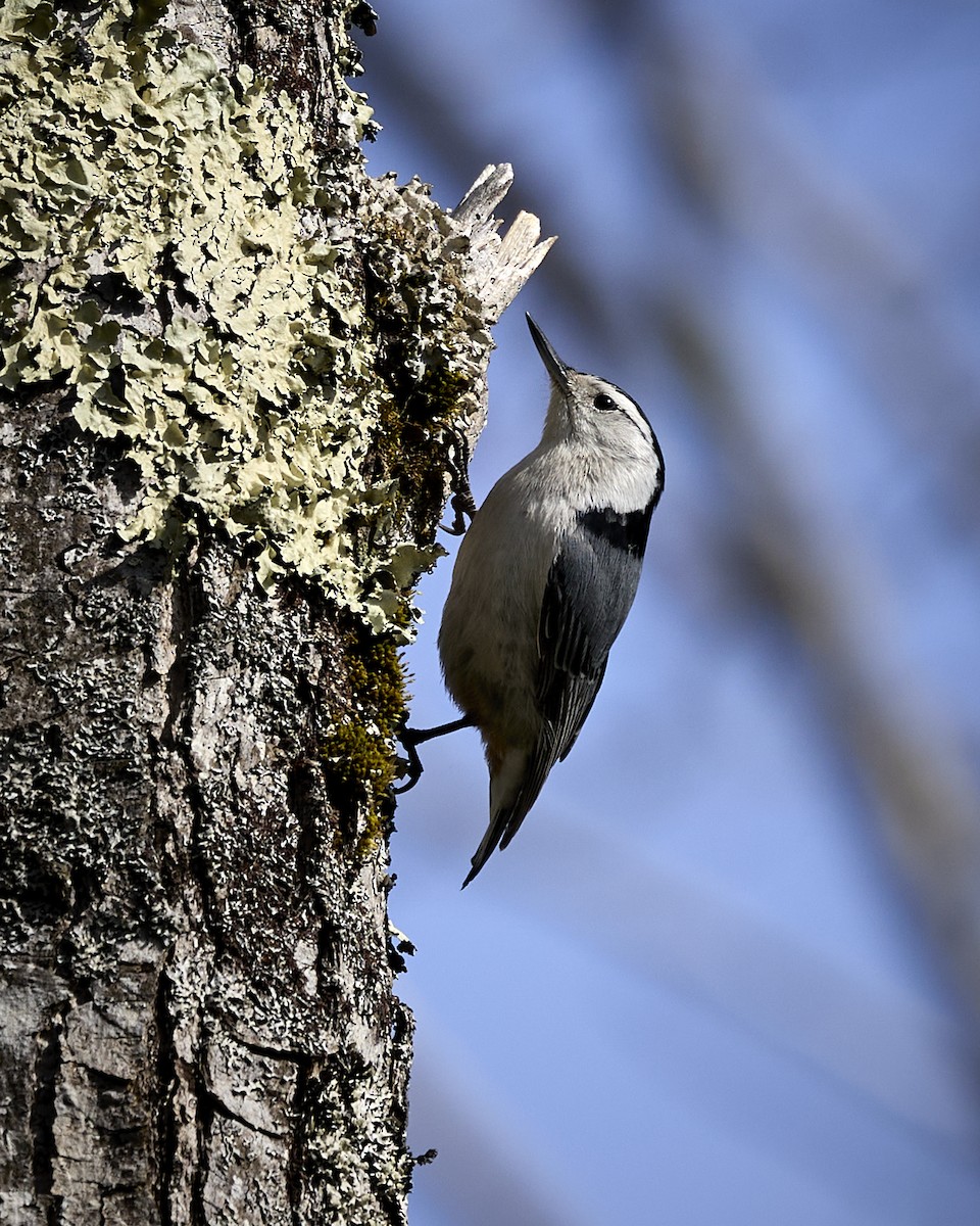 White-breasted Nuthatch - ML634222315