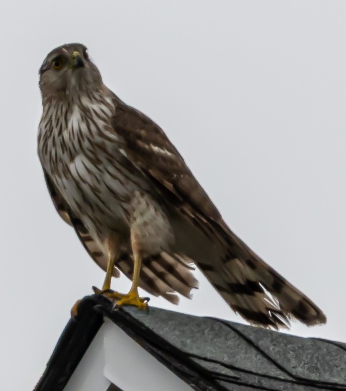 Cooper's Hawk - ML634222425