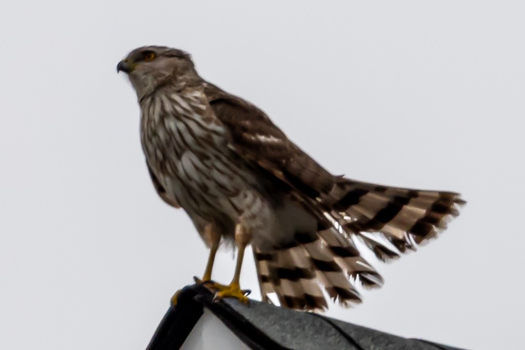 Cooper's Hawk - ML634222426
