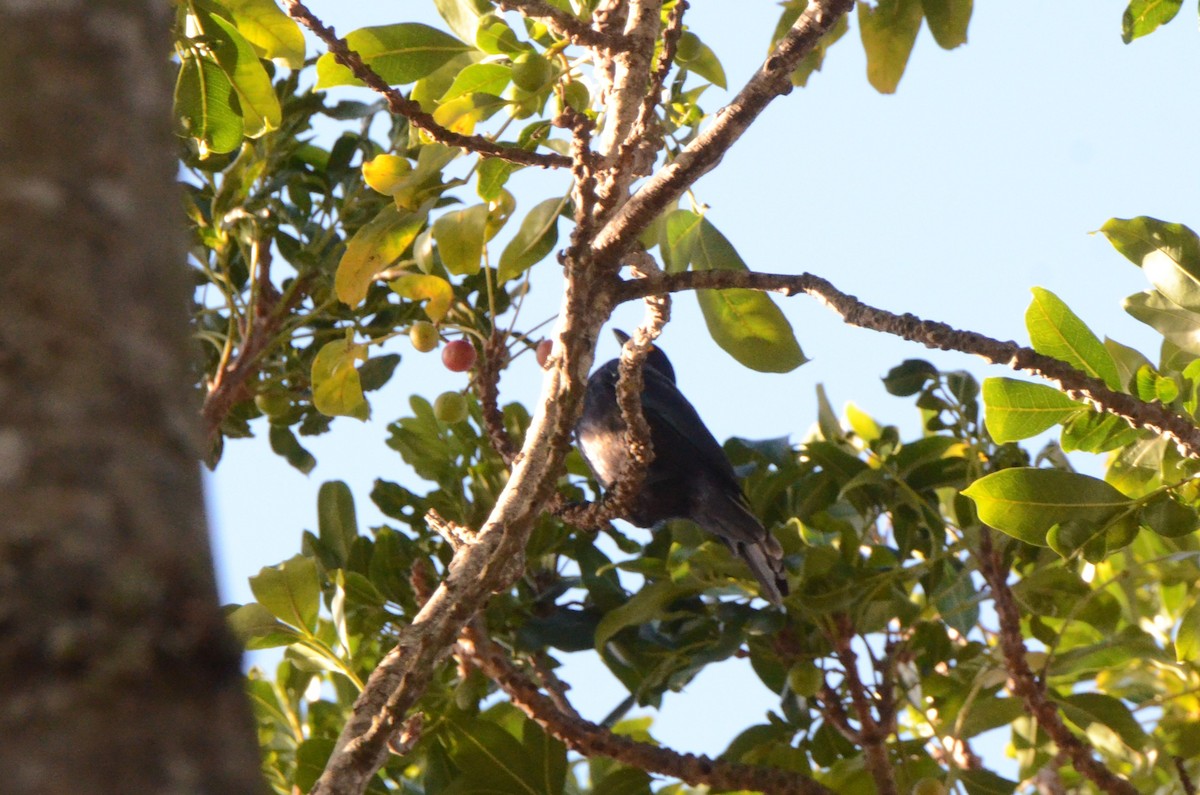 Black-bellied Starling - ML634222427