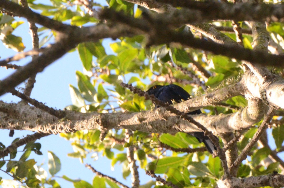 Black-bellied Starling - ML634222461