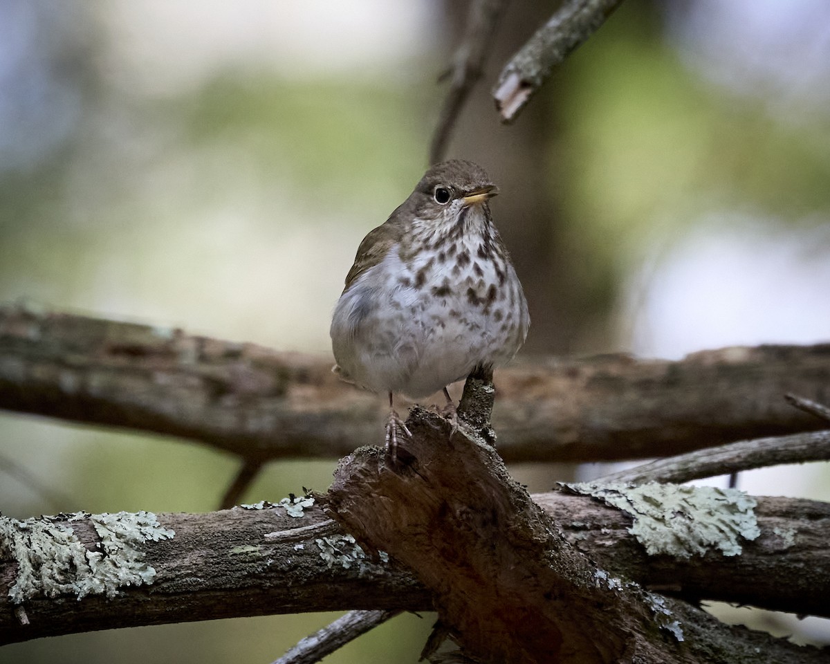 Hermit Thrush - ML634222463