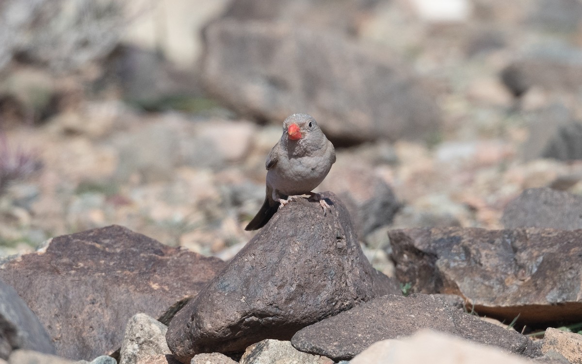 Trumpeter Finch - ML634222480