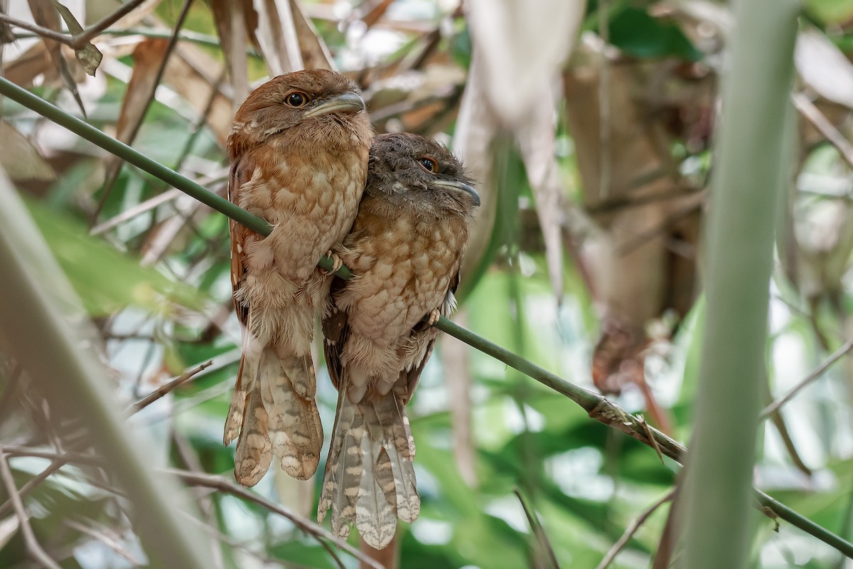 Gould's Frogmouth - ML634222482