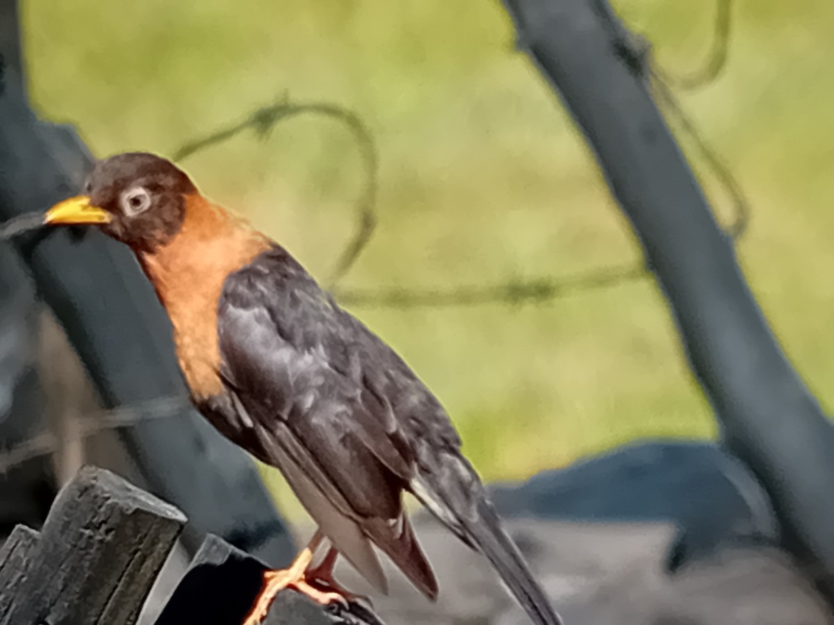 Rufous-collared Robin - ML634222590