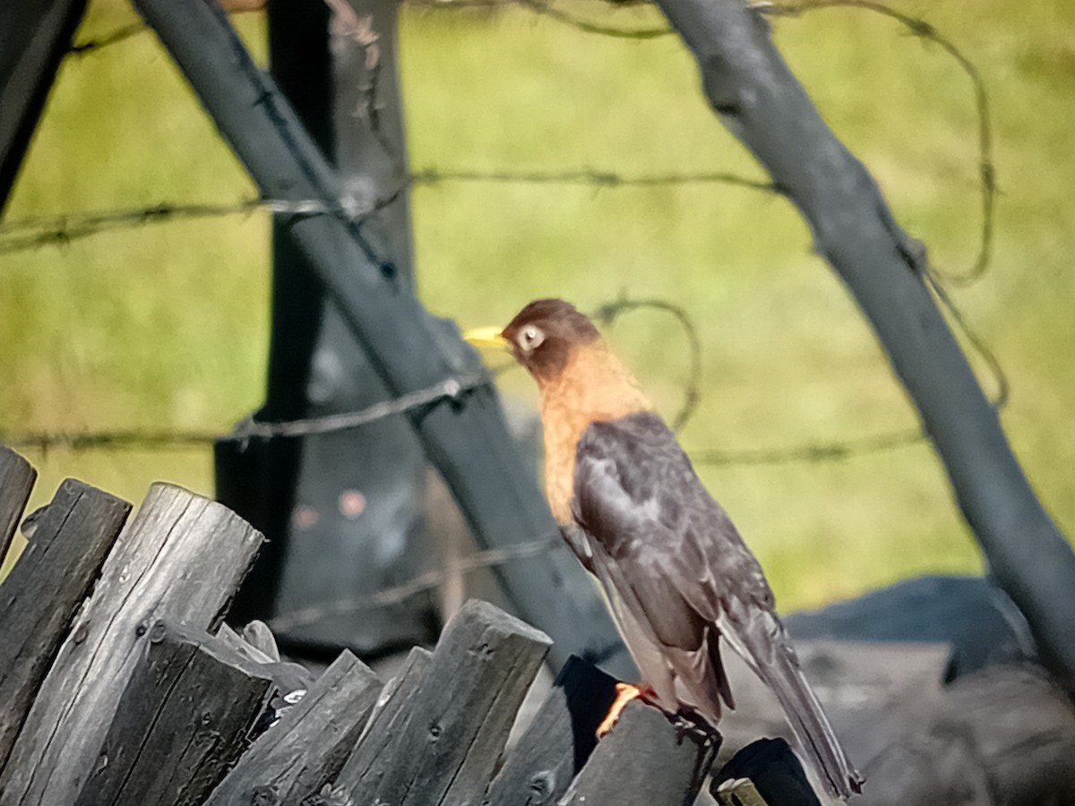 Rufous-collared Robin - ML634222591