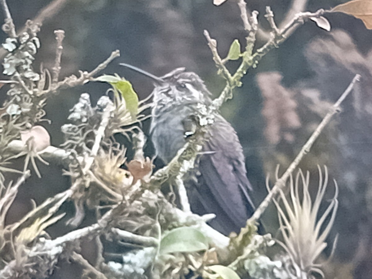 Amethyst-throated Mountain-gem - ML634222674