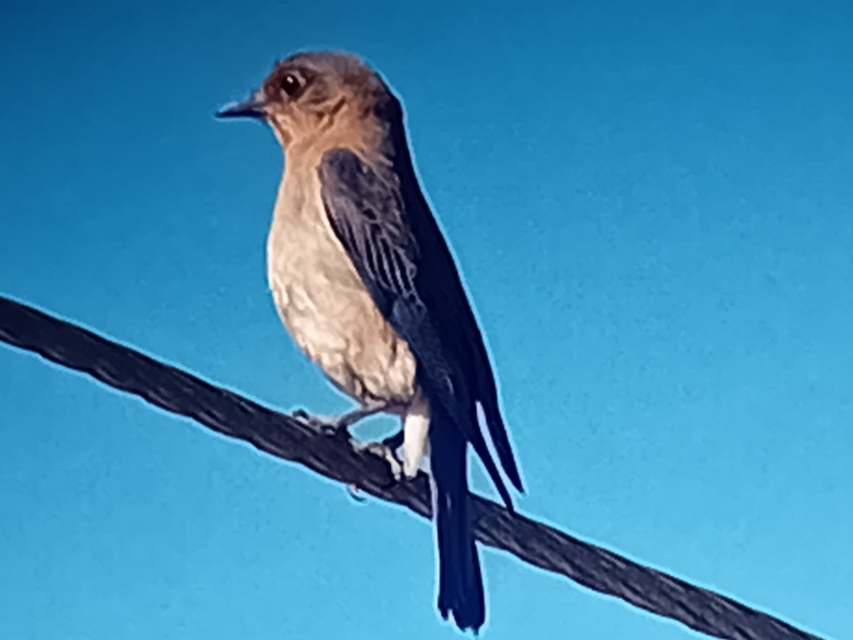 Eastern Bluebird - ML634222698