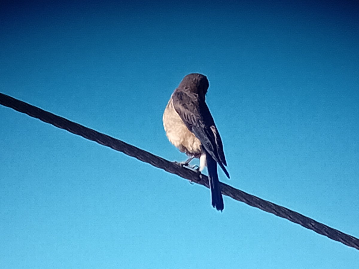 Eastern Bluebird - ML634222699