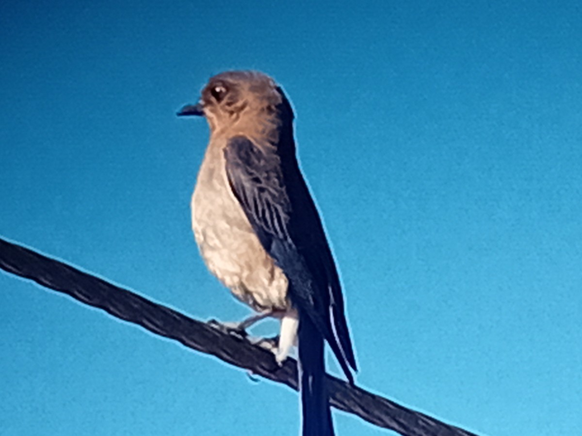 Eastern Bluebird - ML634222700