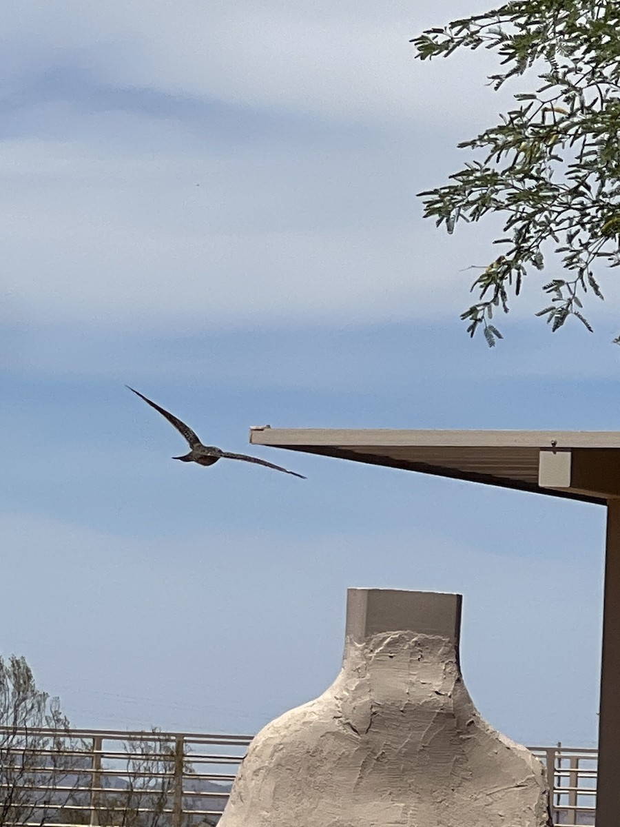 Lesser Nighthawk - ML634222703