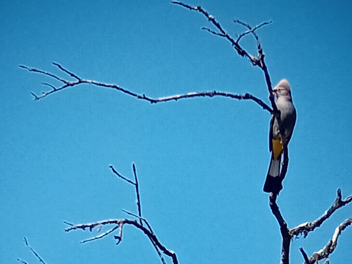 Gray Silky-flycatcher - ML634222726