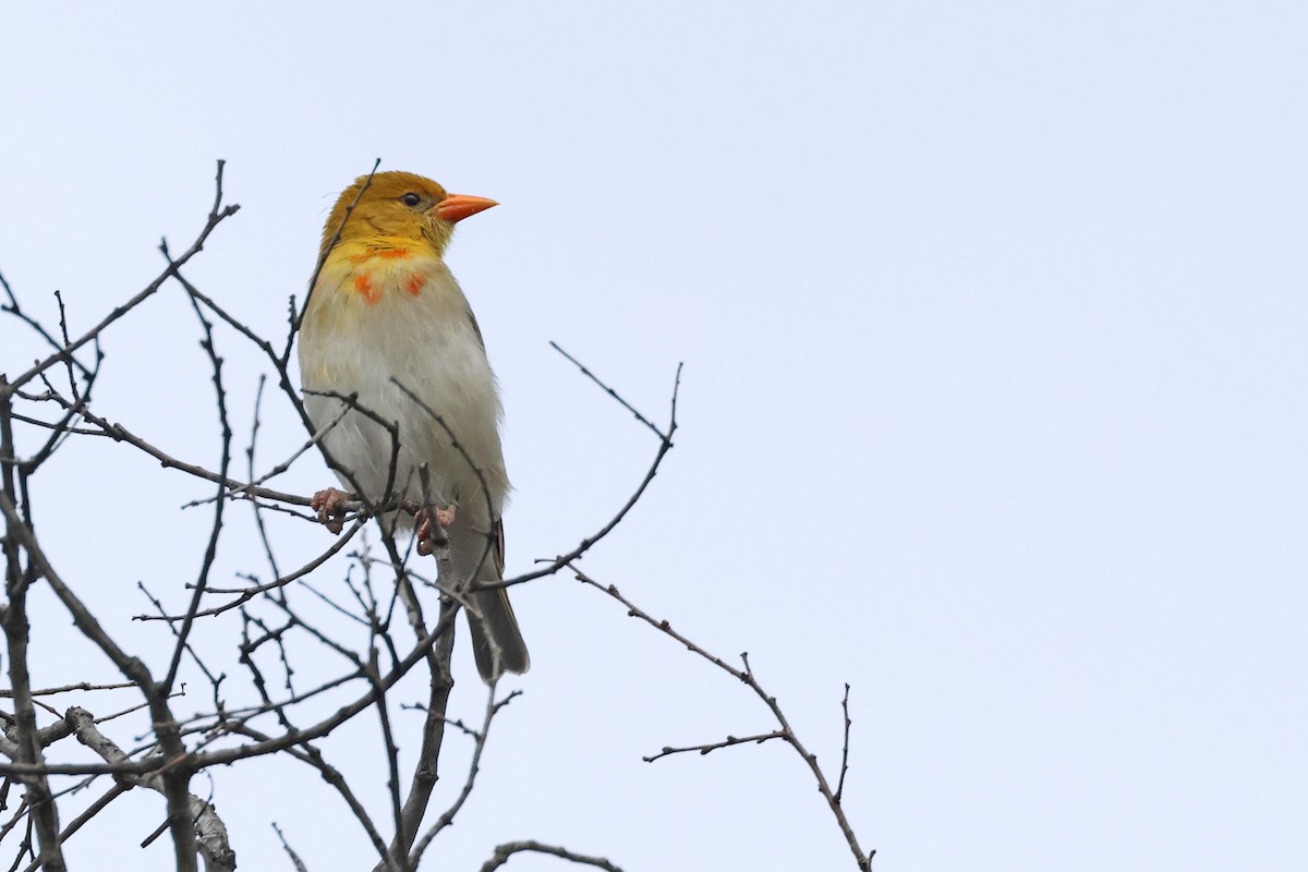 Red-headed Weaver (Southern) - ML634222731