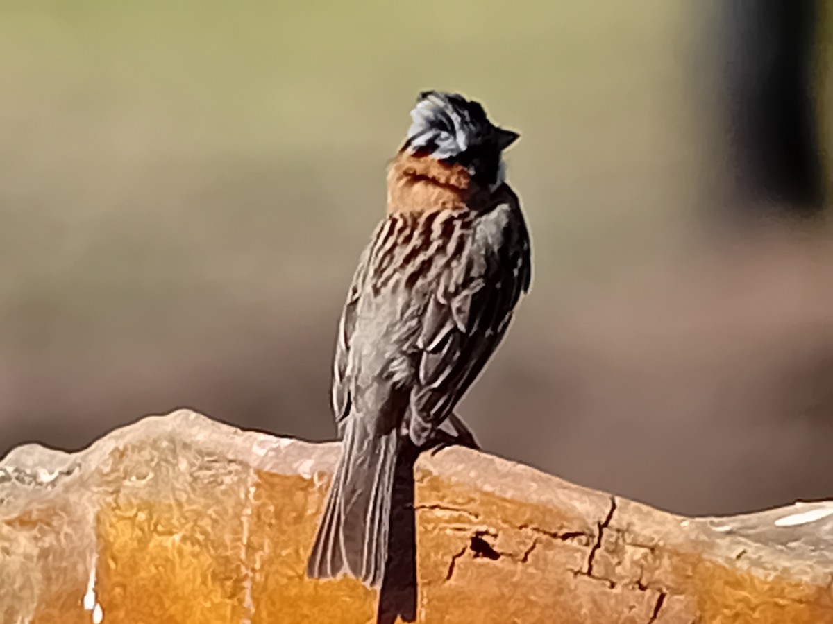 Rufous-collared Sparrow - ML634222739