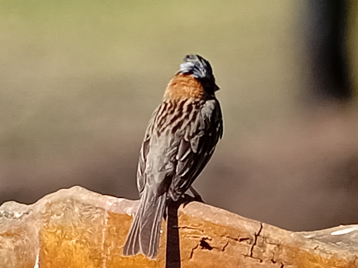 Rufous-collared Sparrow - ML634222740