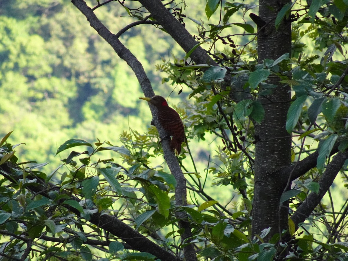 Bay Woodpecker - ML634222744