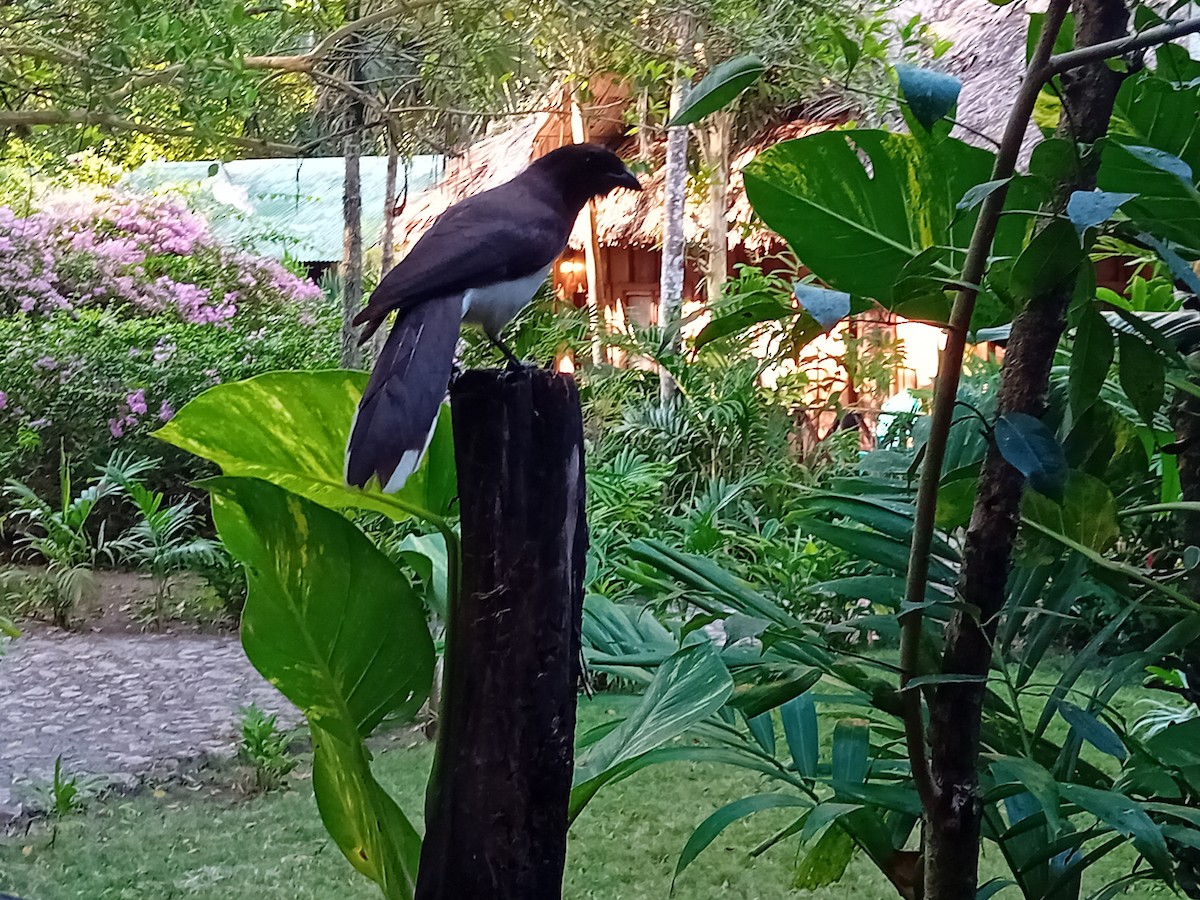 Great-tailed Grackle - ML634222788