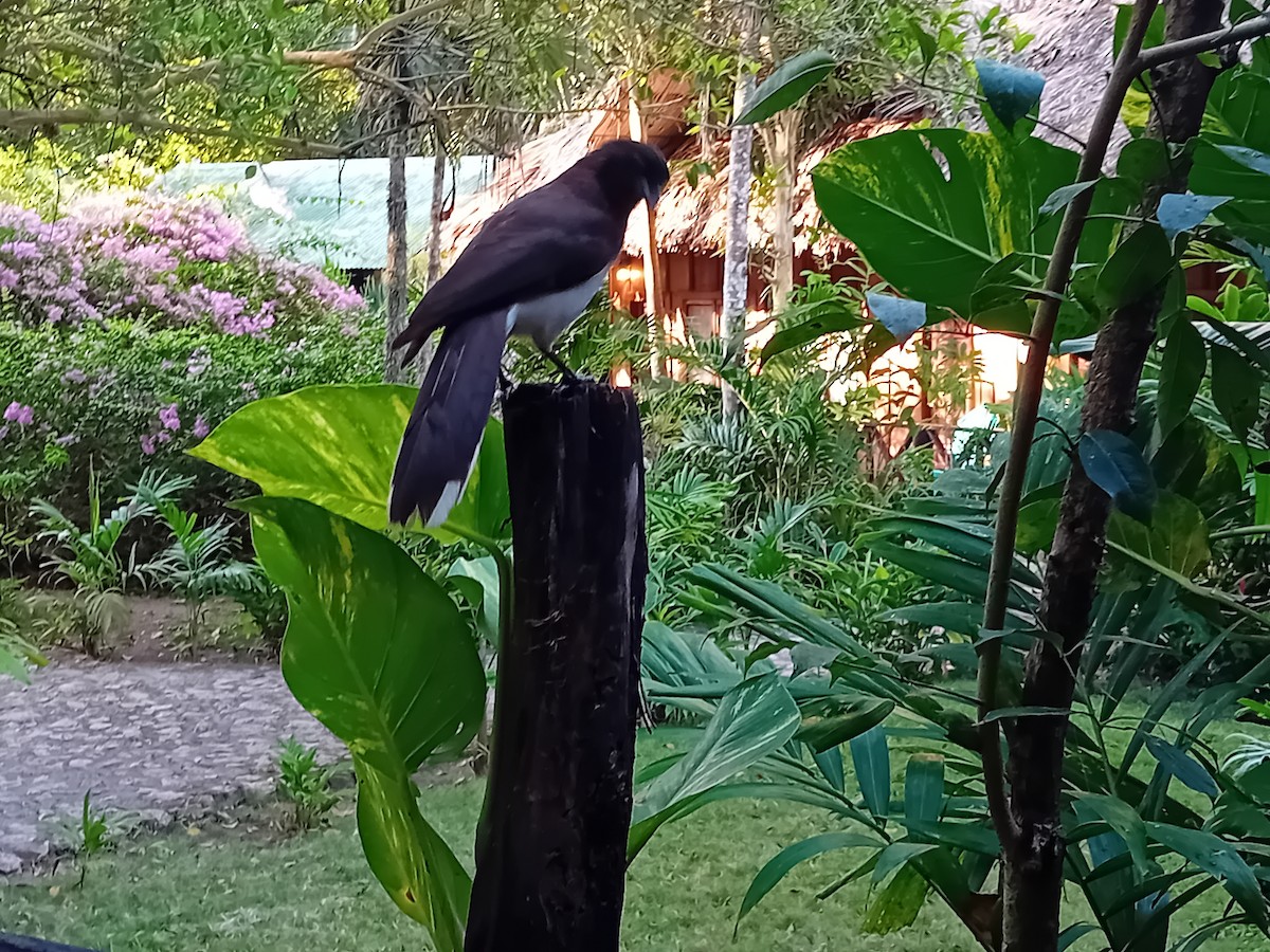 Great-tailed Grackle - ML634222789