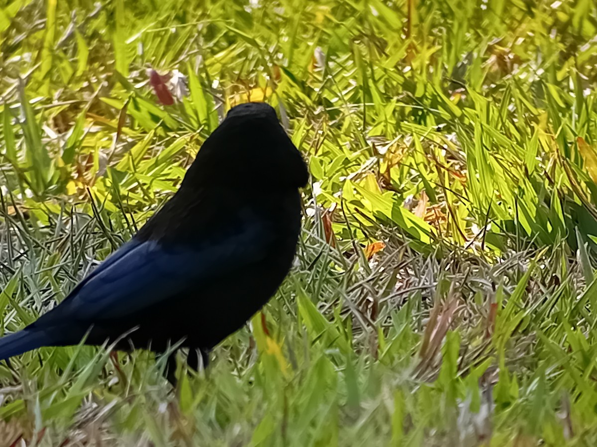 Bronzed Cowbird - ML634222824