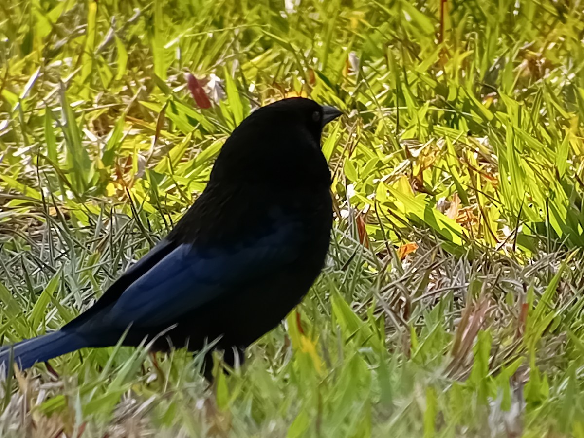 Bronzed Cowbird - ML634222828