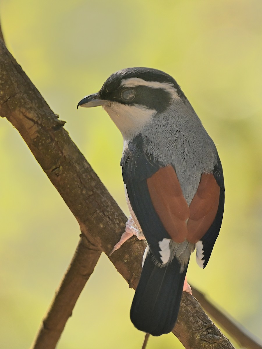 White-browed Shrike-Babbler (Himalayan) - ML634222843